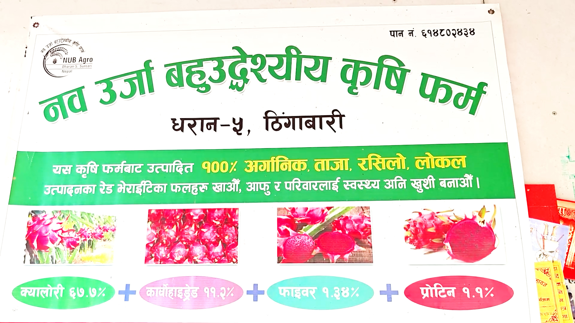 सुनसरीको धरान–५ ठिंगाबारीका दुई दाजुभाइले पशुपालनसँगै सुरु गरेको ड्रागन फल खेती अहिले स्थानीय कृषिको प्रेरणादायी उदाहरण